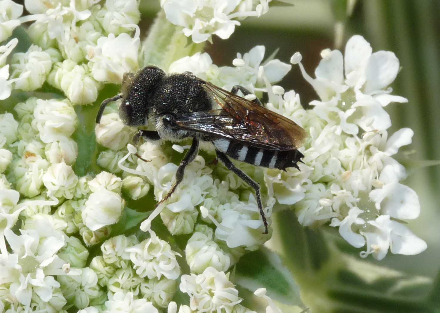 Coelioxys sp.